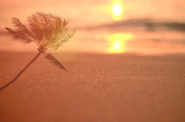 Verwischen Palme auf tropischen Sonnenuntergang Strand abstrakten Hintergrund — Stockfoto