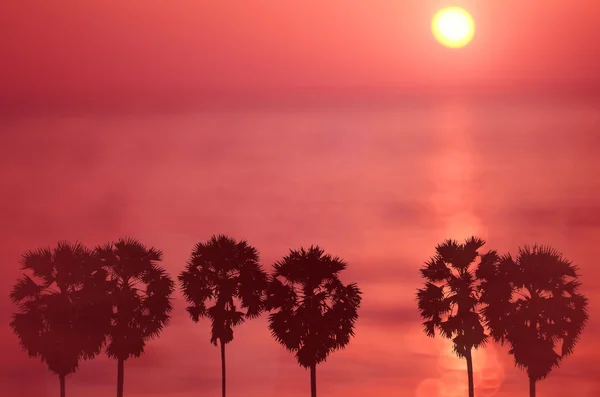 Palmiye ağacı üzerinde tropikal günbatımı plaj arka plan bulanıklık — Stok fotoğraf