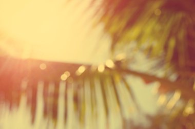 Doğa bokeh güneş ışığı hurma yaprağı arka plan bulanıklık.