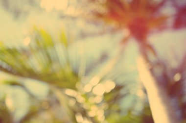 Doğa bokeh güneş ışığı hurma yaprağı arka plan bulanıklık.