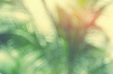 Doğa bokeh güneş ışığı hurma yaprağı arka plan bulanıklık.