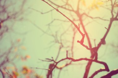 Sonbahar ağaç dalı arka plan, sığ derinlik-in tarla.