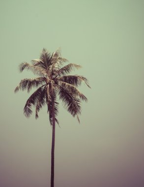  Mavi gökyüzü arka planında palmiye ağacı. 