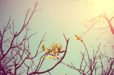 Sonbahar ağaç dalı arka plan.