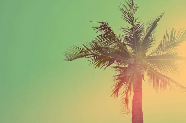 Palmboom op blauwe lucht achtergrond. — Stockfoto