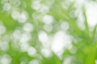 Doğa Yeşil Bambu yaprak güneş ışığı ile bulanıklık 