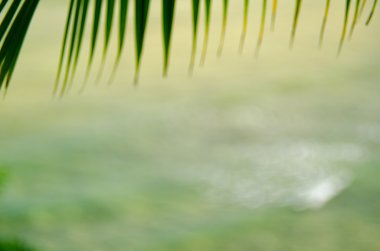 Palmiye yaprağı ile tropikal plaj bulanıklık