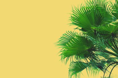  Mavi gökyüzü arka planında palmiye ağacı. 