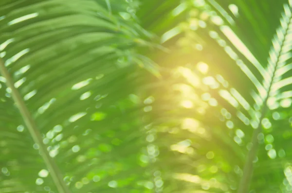 Розмита природа боке сонячне світло пальмове листя абстрактний фон . — стокове фото