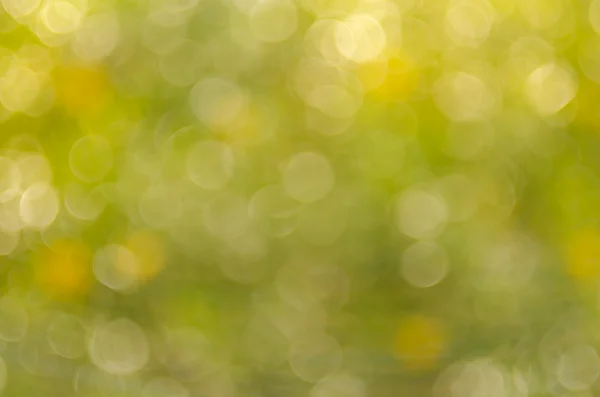 Green nature bokeh with sun light abstract background. Royalty Free Stock Images