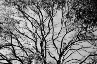 Siluet ağaç dalı.