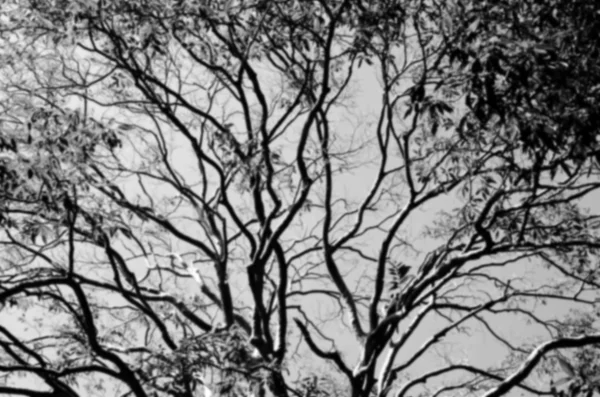 Siluet ağaç dalı.