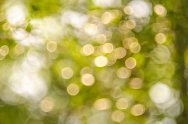 Yeşil doğa bokeh güneş ışık arka plan ile.