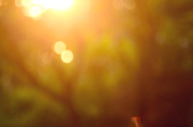 Doğa sonbahar yaprak arka plan.