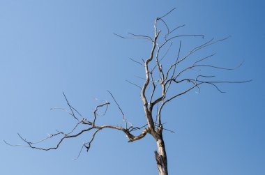 Kurutulmuş Doğa Ağaç Dalı