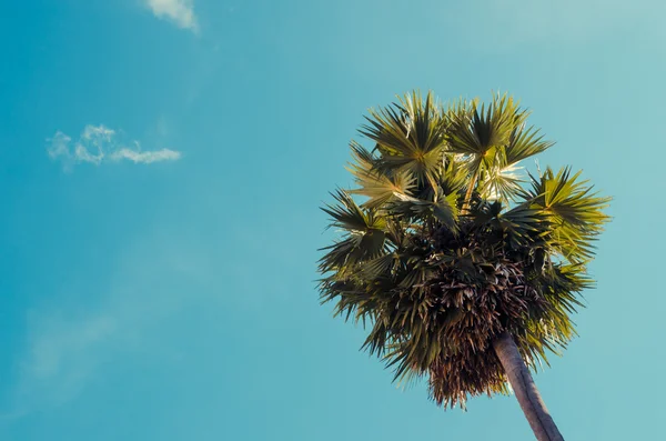 Пальма на голубом фоне неба. — стоковое фото