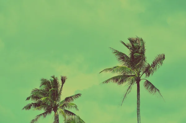 Palmboom op blauwe lucht achtergrond. — Stockfoto