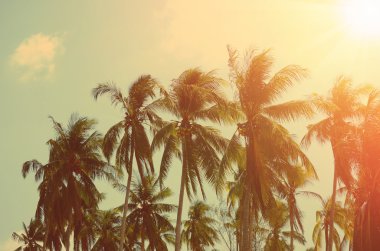  Mavi gökyüzü arka planında palmiye ağacı. 