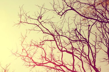 Sonbahar ağaç dalı arka plan.