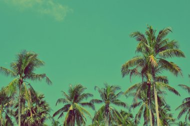  Mavi gökyüzü arka planında palmiye ağacı. 