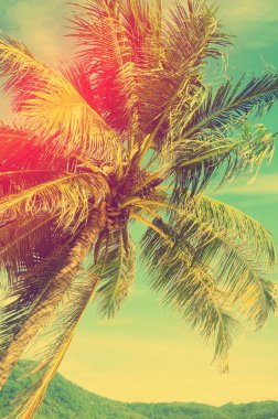  Mavi gökyüzü arka planında palmiye ağacı. 