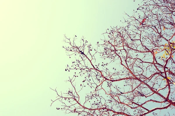 Herbst Baum Ast Hintergrund. — Stockfoto