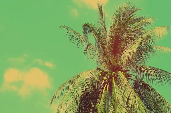 Palm träd på blå himmel bakgrund. — Stockfoto