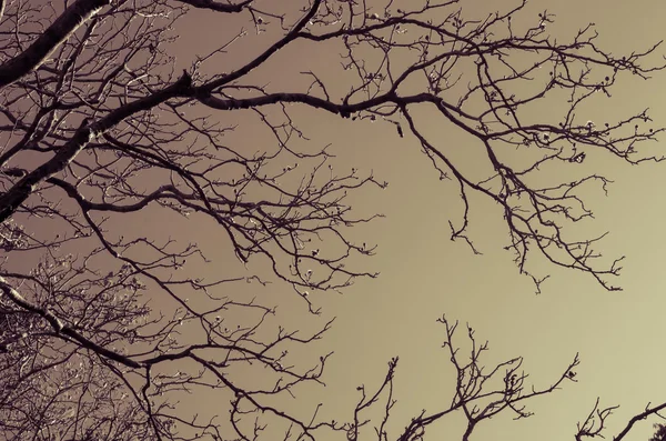 Ramo de árvore de natureza seca no fundo azul céu . — Fotografia de Stock