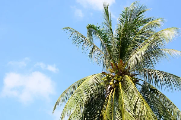 Palmera con cielo azul —  Fotos de Stock