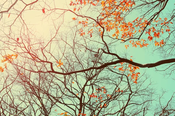 Hösten träd gren bakgrund. — Stockfoto