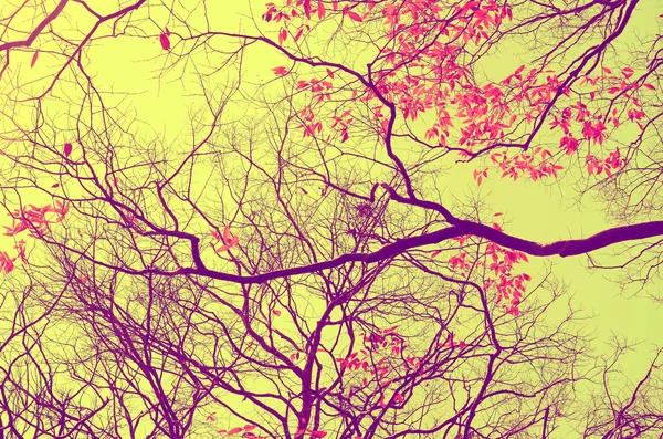Hösten träd gren bakgrund. — Stockfoto