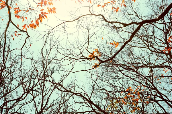 Autumn tree branch background. — Stock Photo, Image