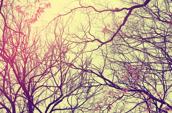 Фон ветви осеннего дерева . — стоковое фото