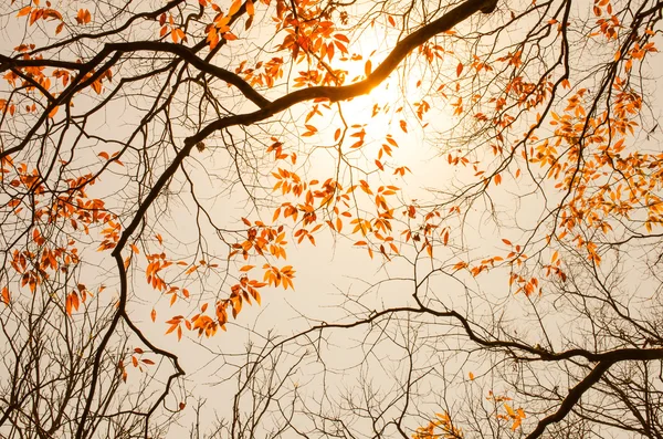 Autumn tree branch background. — Stock Photo, Image