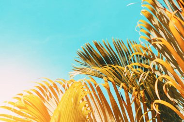 Günbatımında güneş ışığı olan tropik palmiye ağacı ve soyut bir arka plan bulutu. Yaz tatili ve doğa yolculuğu macera konsepti. Klasik ton filtre efekti renk biçimi.