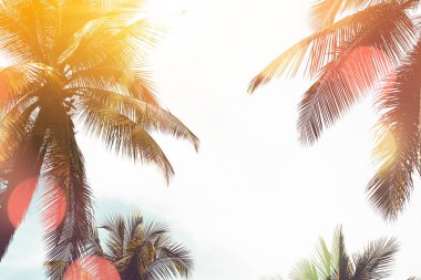 Günbatımında güneş ışığı olan tropik palmiye ağacı ve soyut bir arka plan bulutu. Yaz tatili ve doğa yolculuğu macera konsepti. Pastel ton filtre efekti renk biçimi.