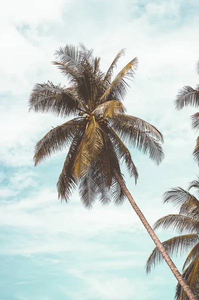 Palmier Tropical Avec Lumière Soleil Sur Ciel Couchant Fond Abstrait — Photo