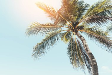 Günbatımında güneş ışığı olan tropik palmiye ağacı ve soyut bir arka plan bulutu. Yaz tatili ve doğa yolculuğu macera konsepti. Pastel ton filtre efekti renk biçimi.