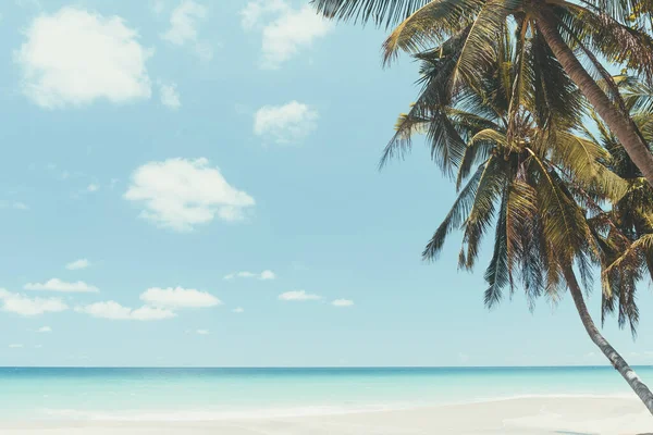 Palme Tropischen Strand Auf Blauem Himmel Abstrakten Hintergrund Sommerurlaub Und — Stockfoto