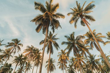 Günbatımında güneş ışığı olan tropik palmiye ağacı ve soyut bir arka plan bulutu. Yaz tatili ve doğa yolculuğu macera konsepti. Pastel ton filtre efekti renk biçimi.