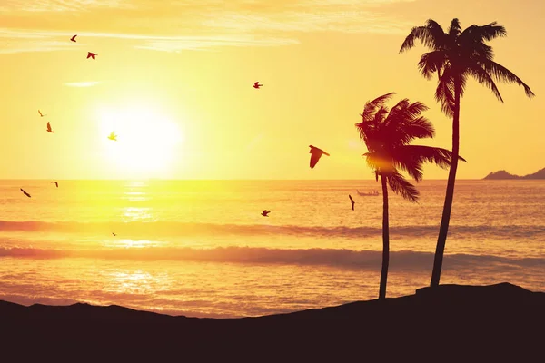 日没の空の抽象的な背景に飛んで鳥と熱帯のビーチでシルエットヤシの木 自然環境と旅行の自由の概念 ヴィンテージトーンフィルターエフェクトカラースタイル — ストック写真