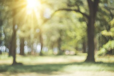 Bokeh güneş ışığı soyut arkaplanı olan bulanık doğa yeşil parkı. Seyahat alanı doğa macerası ve çevre ekolojisi kavramının kopyası. Klasik ton filtre efekti renk biçimi.