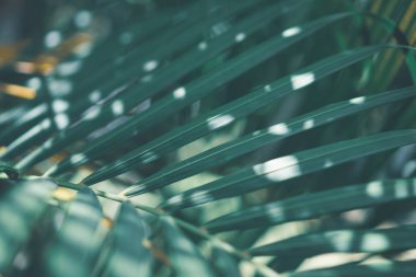 Yeşil palmiye yaprağı deseni soyut arka plan. Tropik yaz konsepti için grafik tasarım alanı kopyala. Klasik ton filtre efekti renk biçimi.