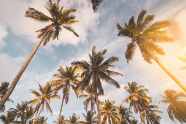 Gün batımında güneş ışığı alan tropikal palmiye ağaçlarının gölgelerini kopyala ve soyut bir zemin oluştur. Yaz tatili ve doğa yolculuğu macera konsepti. Pastel ton filtre efekti renk biçimi.