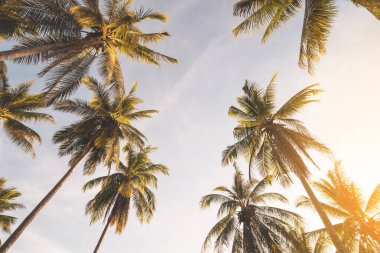 Günbatımında güneş ışığı olan tropik palmiye ağacı ve soyut bir arka plan bulutu. Yaz tatili ve doğa yolculuğu macera konsepti. Pastel ton filtre efekti renk biçimi.