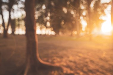 Bokeh güneş ışığı soyut arkaplanı olan bulanık doğa yeşil parkı. Seyahat alanı doğa macerası ve çevre ekolojisi kavramının kopyası. Klasik ton filtre efekti renk biçimi.
