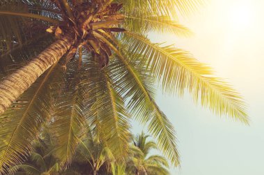 Günbatımında güneş ışığı olan tropik palmiye ağacı ve soyut bir arka plan bulutu. Yaz tatili ve doğa yolculuğu macera konsepti. Klasik ton filtre efekti renk biçimi.