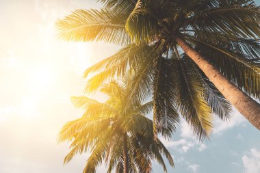 Günbatımında güneş ışığı olan tropik palmiye ağacı ve soyut bir arka plan bulutu. Yaz tatili ve doğa yolculuğu macera konsepti. Klasik ton filtre efekti renk biçimi.