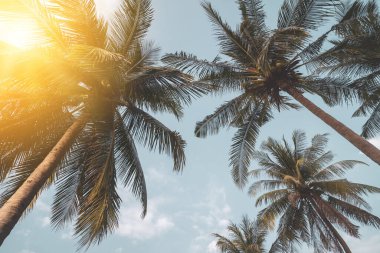 Günbatımında güneş ışığı olan tropik palmiye ağacı ve soyut bir arka plan bulutu. Yaz tatili ve doğa yolculuğu macera konsepti. Klasik ton filtre efekti renk biçimi.