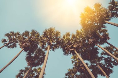 Günbatımında güneş ışığı olan tropik palmiye ağacı ve soyut bir arka plan bulutu. Yaz tatili ve doğa yolculuğu macera konsepti. Klasik ton filtre efekti renk biçimi.